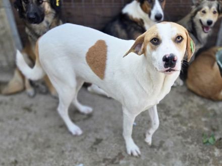 Marian, freundlicher junger Rüde auf der Suche nach liebevoller Familie, 1 Jahr, 55 cm