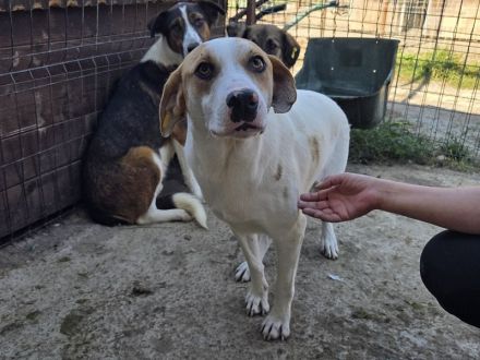 Marian, freundlicher junger Rüde auf der Suche nach liebevoller Familie, 1 Jahr, 55 cm
