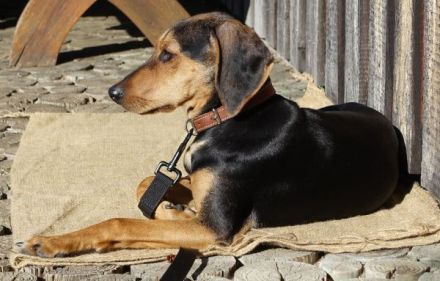 Solen, geb. ca. 04/2025, lebt bei einem Ehepaar in 79733 Görwihl