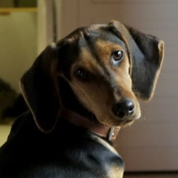 Solen, geb. ca. 04/2025, lebt bei einem Ehepaar in 79733 Görwihl