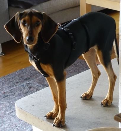 Solen, geb. ca. 04/2025, lebt bei einem Ehepaar in 79733 Görwihl