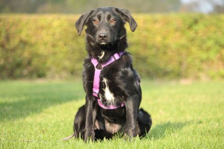 Syra die bezaubernde schwarze Schönheit