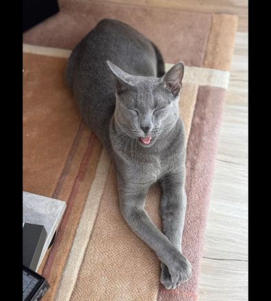 Russisch blau kitten