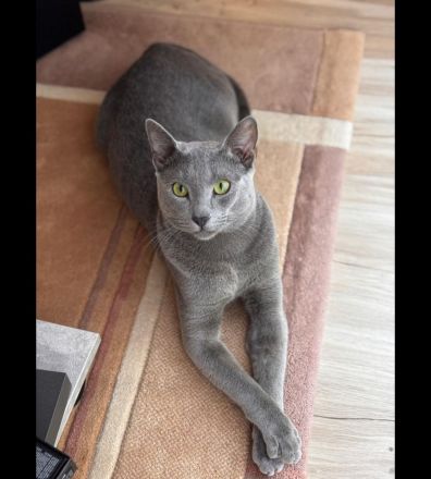 Russisch blau kitten