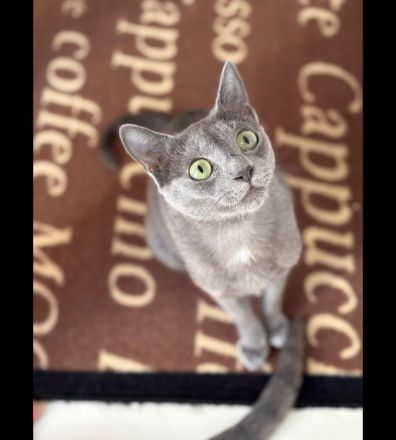 Russisch blau kitten