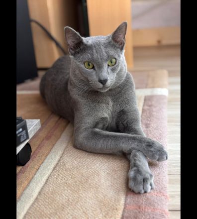 Russisch blau kitten