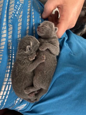 Russisch blau kitten