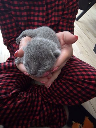 Russisch blau kitten