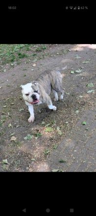 Olde Englisch Bulldog