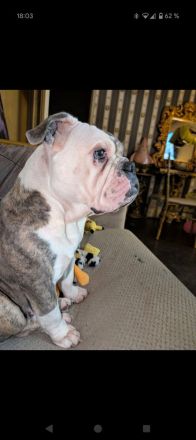 Olde Englisch Bulldog