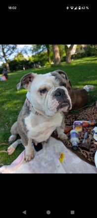 Olde Englisch Bulldog