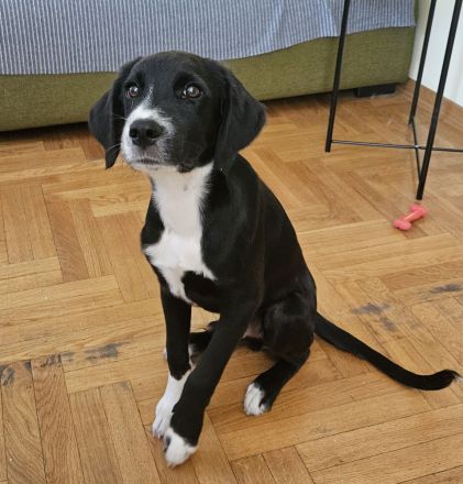 Liebevolles Zuhause gesucht – junger, aktiver Hund