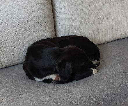 Liebevolles Zuhause gesucht – junger, aktiver Hund