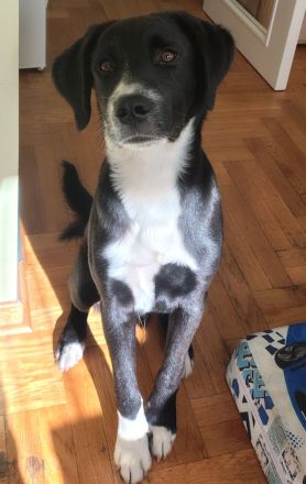 Liebevolles Zuhause gesucht – junger, aktiver Hund