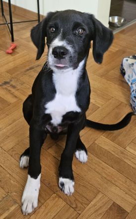 Liebevolles Zuhause gesucht – junger, aktiver Hund