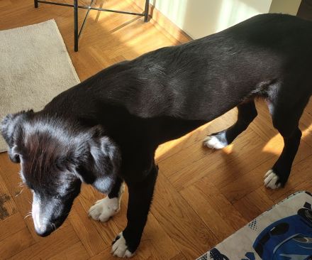 Liebevolles Zuhause gesucht – junger, aktiver Hund