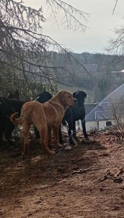 Landseer -Bordeaux Dogge Mix abzugeben