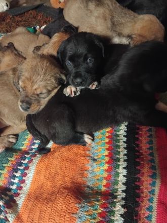 Landseer Bordeaux Mix Welpen