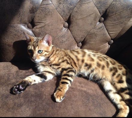 Bengal Katzen