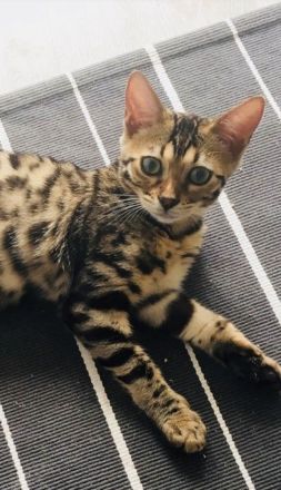 Bengal Katzen