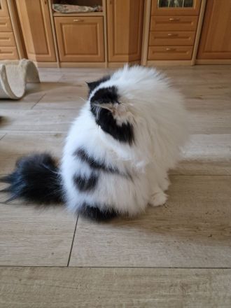 verschmuster Persterkater