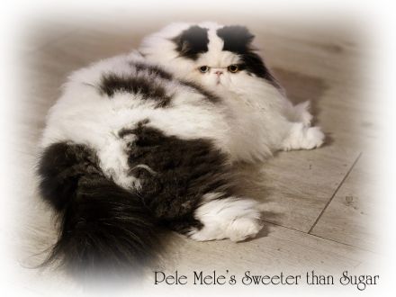 verschmuster Persterkater