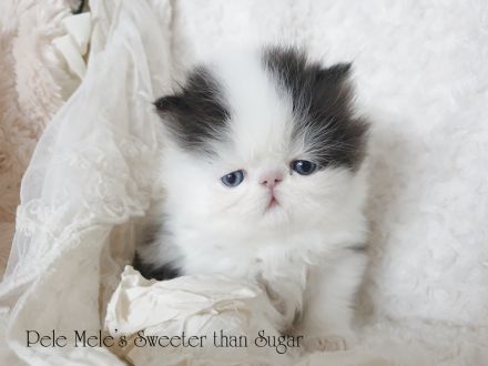 verschmuster Persterkater