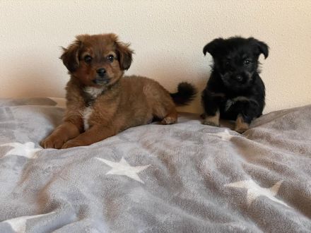 🐾 Liebevolle Zwergspitz/ Jack Russell Terrier Welpen suchen ein neues Zuhause 🏡❤️