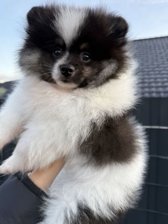 Pomeranian