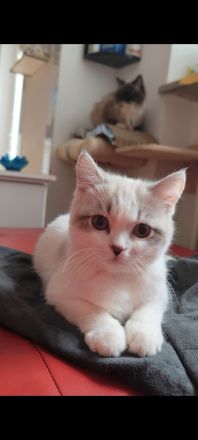 Süßer Ragdoll Mischlings Kitten Kater