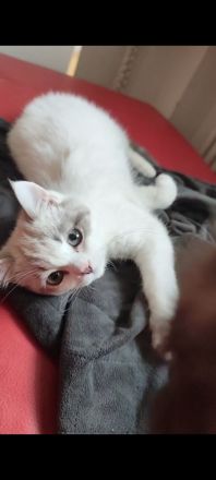 Süßer Ragdoll Mischlings Kitten Kater