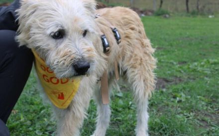 Senior Erwin sucht warmes Plätzchen