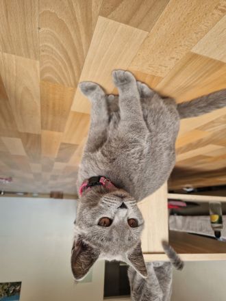 2 BKH Kater & 1 Katze abzugeben ab sofort