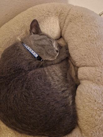 2 BKH Kater & 1 Katze abzugeben ab sofort