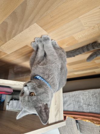 2 BKH Kater & 1 Katze abzugeben ab sofort