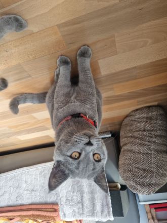 2 BKH Kater & 1 Katze abzugeben ab sofort