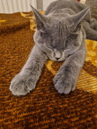 2 BKH Kater & 1 Katze abzugeben ab sofort