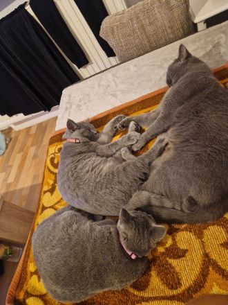 2 BKH Kater & 1 Katze abzugeben ab sofort