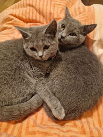 2 BKH Kater & 1 Katze abzugeben ab sofort