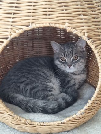 Zauberhafte BKH (Silver Tabby / getigert) Kitten in liebevolle Hände abzugeben