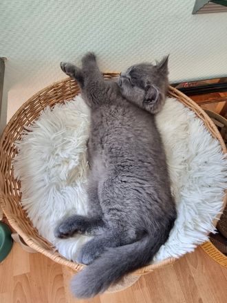 Britisch Kurzhaar Bärchen sucht sein Für-immer-Zuhause!