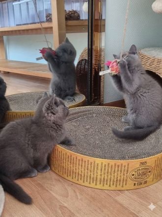 3 x kleine BKH/BLH Neujahrs-Wunder suchen ihr neues Zuhause!