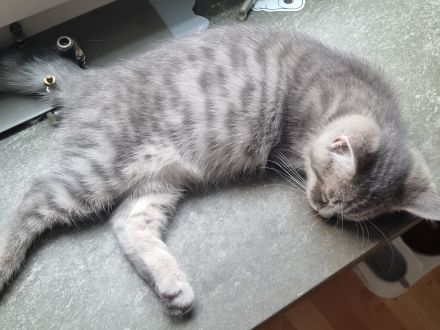 Zauberhafte BKH & BLH Kitten in liebevolle Hände abzugeben