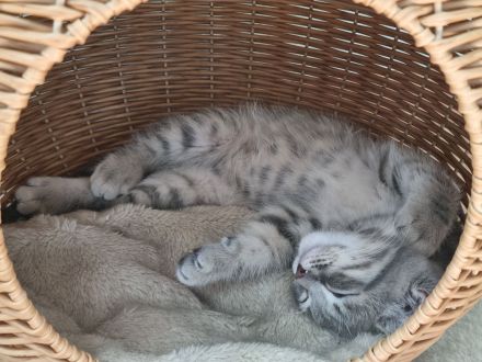 Zauberhafte BKH & BLH Kitten in liebevolle Hände abzugeben