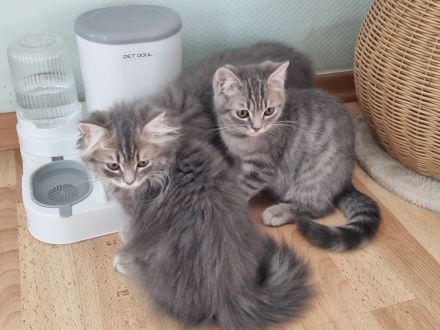 Zauberhafte BKH & BLH Kitten in liebevolle Hände abzugeben