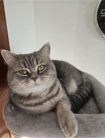 Wunderschöne BKH Dame such liebevolles Zuhause