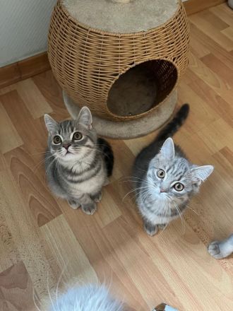 Zauberhafte BKH (Silver Tabby / getigert) Kitten in liebevolle Hände abzugeben
