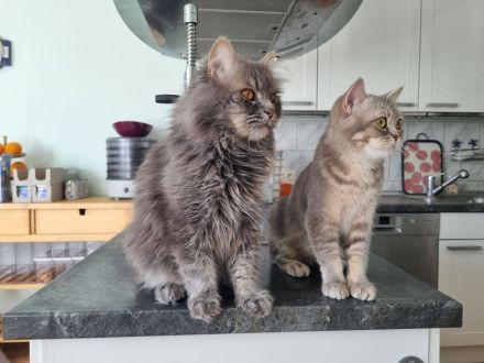 Zauberhafte BKH & BLH Kitten in liebevolle Hände abzugeben
