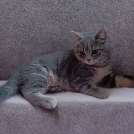 Wunderschöne BKH Dame such liebevolles Zuhause