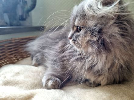 3 x kleine BKH/BLH Neujahrs-Wunder suchen ihr neues Zuhause!